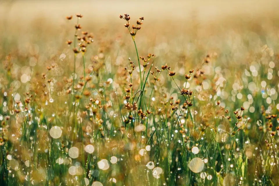 Fleurs sauvages dans une prairie, perles de rosée dans la lumière dorée.